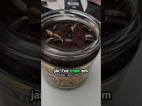 Seed Sprouting In A Glass Jar