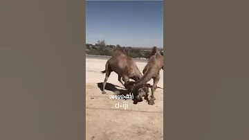 جرحي يابونايف 