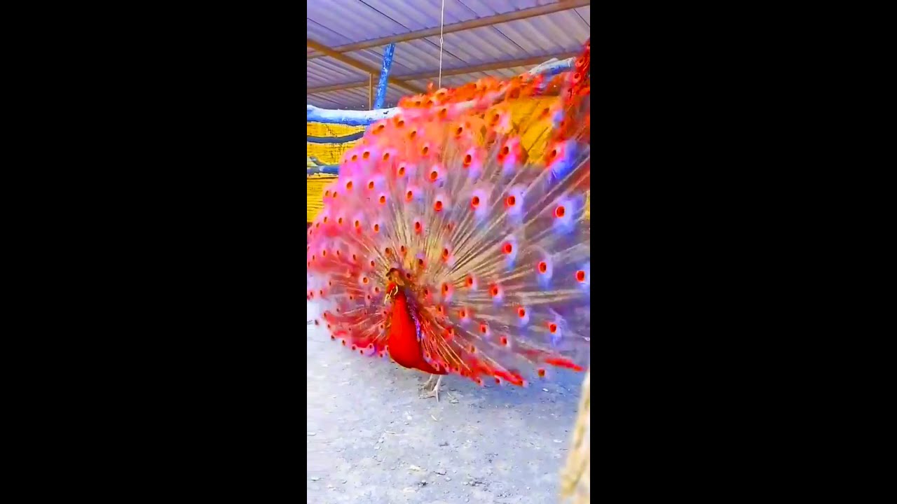 Peacock dance for mating,the amazing peacock dance,the most beautiful videos of the peacock