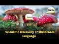 What Quran says about the scientific discovery of Mushroom Language