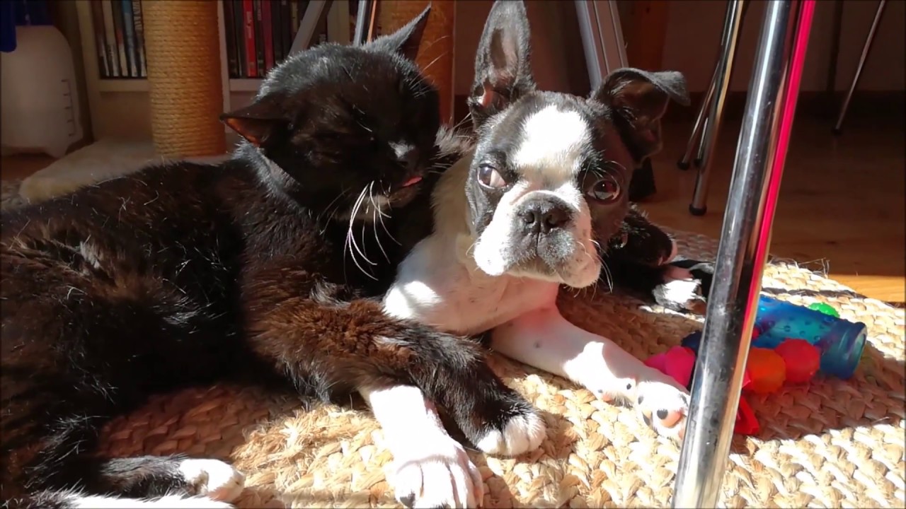 Resultado de imagen para boston terrier cuddle