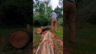 Bucking dead Cherry with Makita DCS6421 #chainsaw #diy #firewood