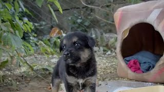 Stray Puppy Abandoned, Survival Seemingly Impossible, But Heartwarming Ending Ensues