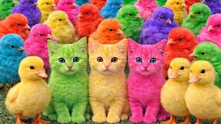 Tangkap Ayam Lucu Ayam Warna Warni Ayam Rainbow Kelinci Lucu Bebek Lucu Ikan Koi Hewan Lucu