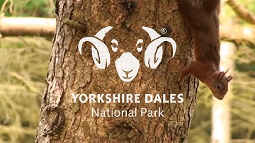 Wildlife Conservation in the Yorkshire Dales - Red squirrels