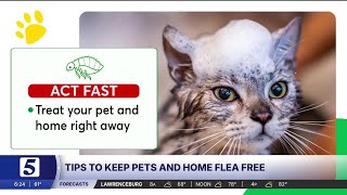 Consumer Reports experts share tips to keep pets flea-free