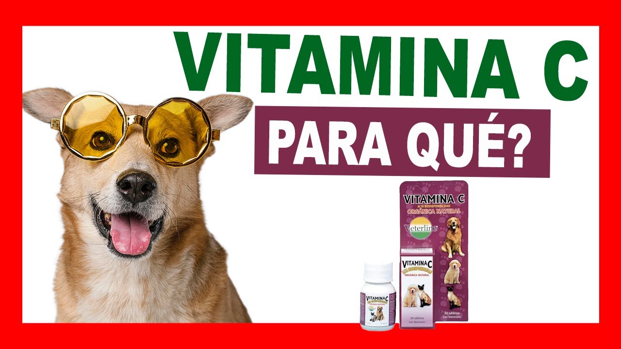 vitamina c para perros 9
