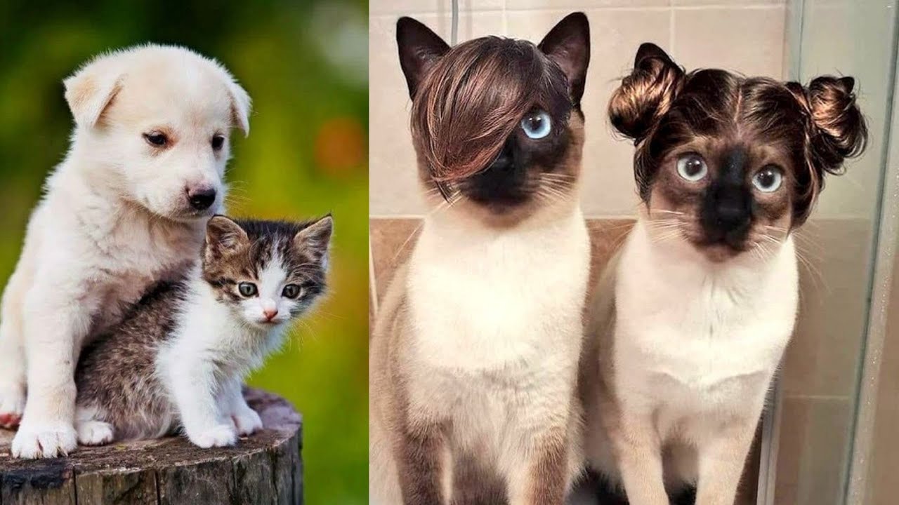 Cute is Small Animals Compilation, Funny Pets 45 YouTube