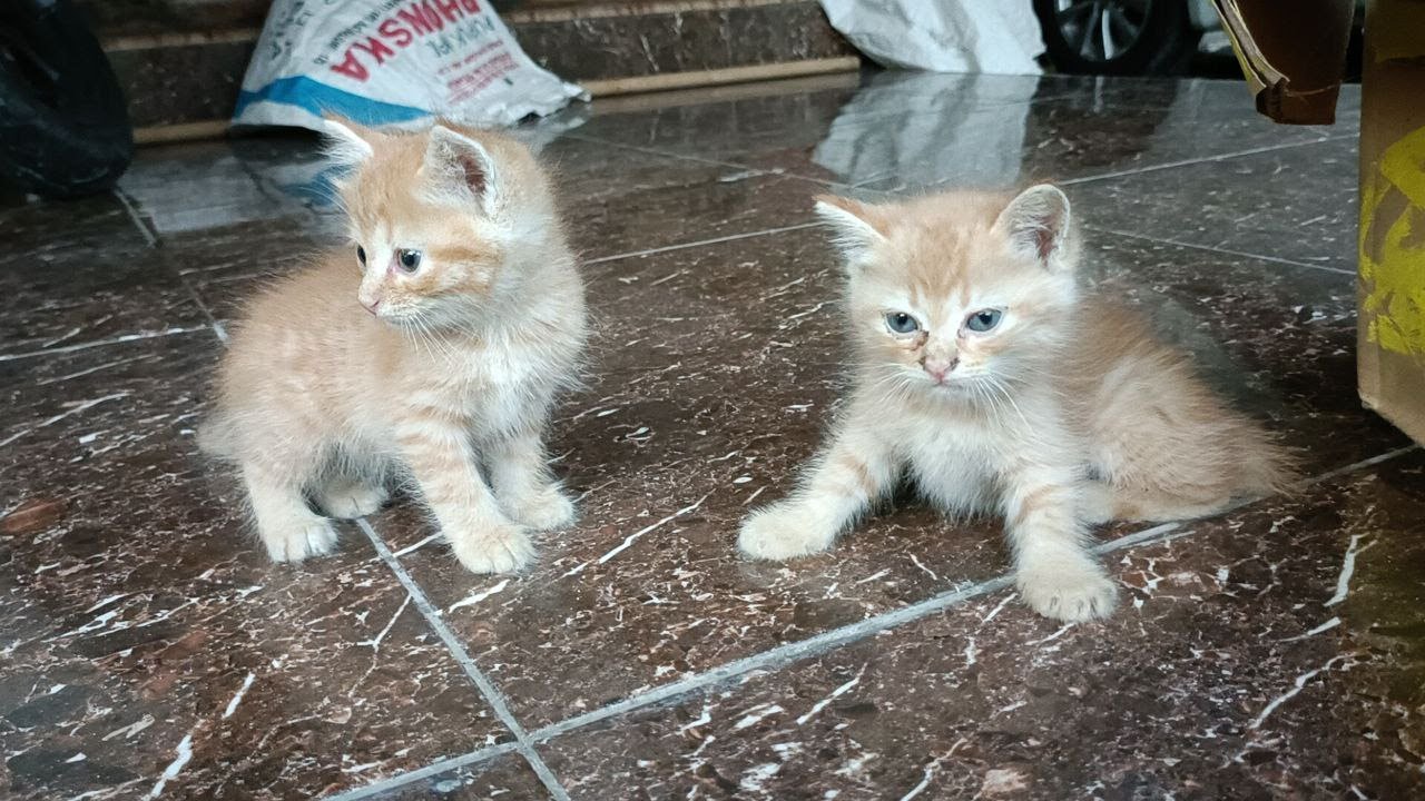 How I Saved Three Motherless Kittens