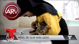 El  curioso y lujoso hotel para gatos | Al Rojo Vivo | Telemundo