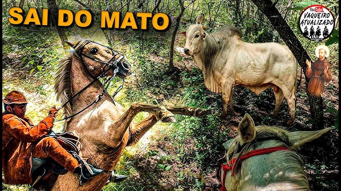 Peão pantaneiro, Preparando o cavalo para recolher a boiada…, Heneide