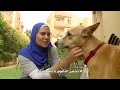 BeLBaLaDy : بالفيديو- هكذا تفوق الكلب البلدي المصري على الأجنبي بالبلدي | BeLBaLaDy