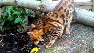 Bengalkatzen Mingo,Takimo und Shary  6 Monate alt  Video 1