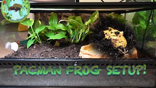 Bioactive PacMan Frog Setup!