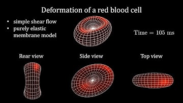 Simulation of red blood cell deformation in shear flow with a purely elastic membrane model