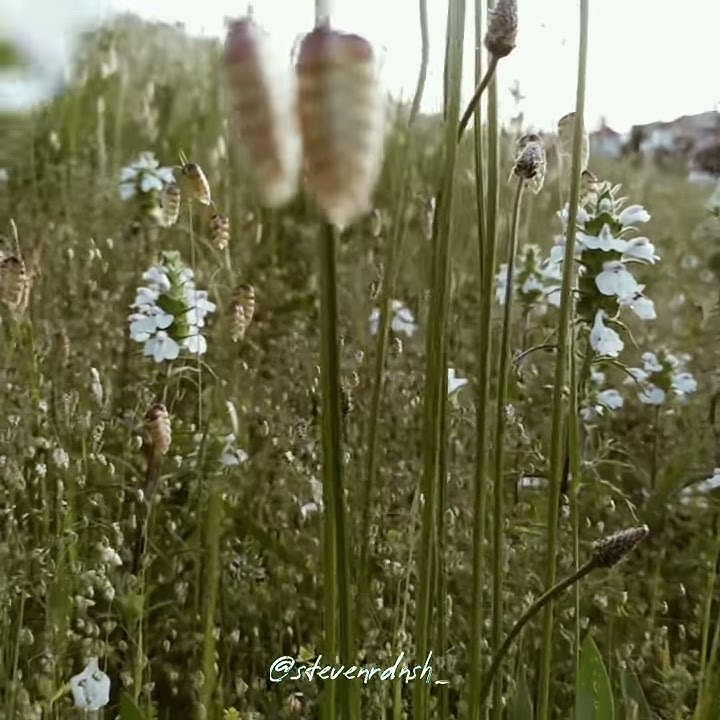 Video story wa senja keren