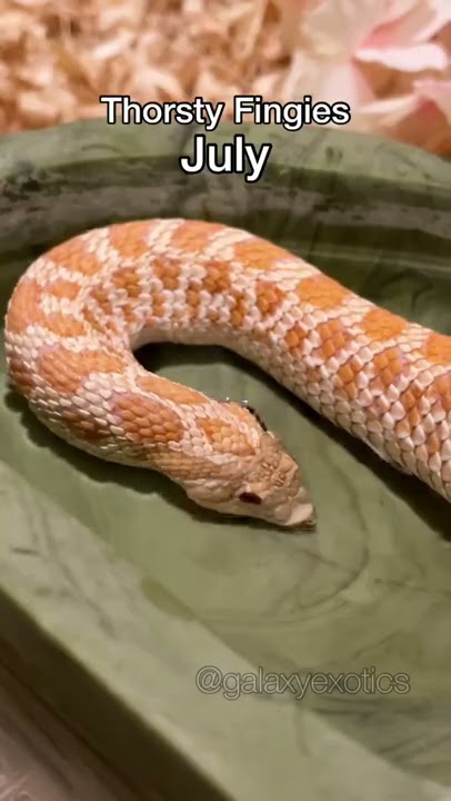 YOUR MONTH YOUR FINGIES PART 2  #reptile #animal #snake