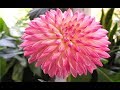 Top 5 Most Beautiful Flowers in The World | Beautiful Flowers | Relaxing video