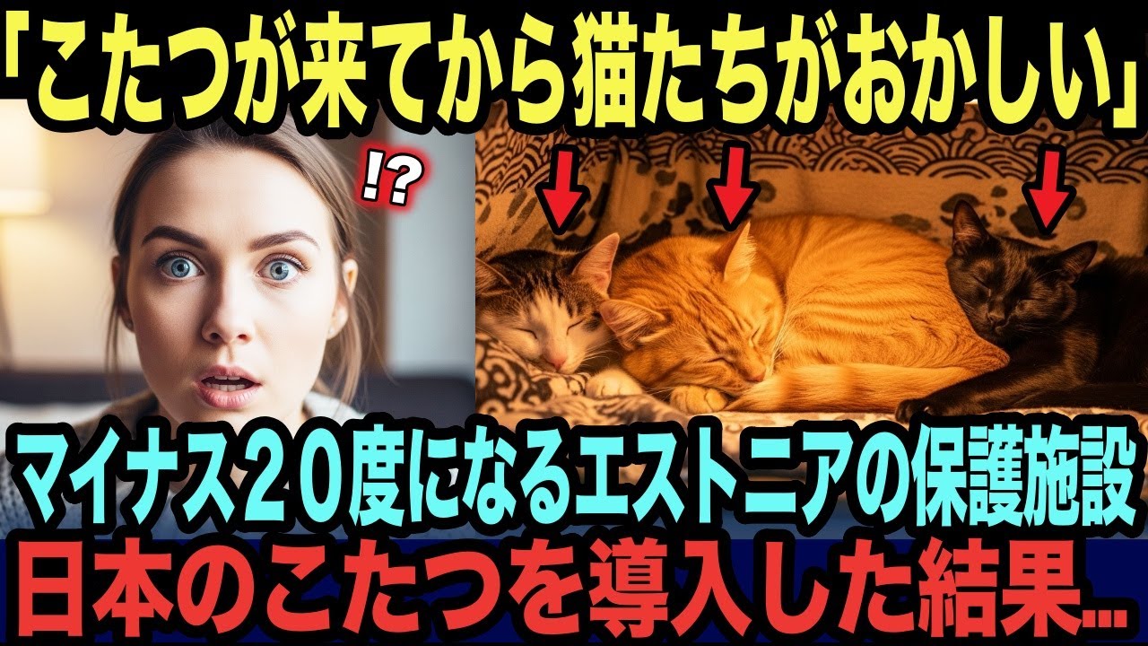 【海外の反応】「こたつが来てから猫たちが狂った」冬になると-20℃にまでなるエストニアの保護猫施設。職員が日本のこたつを置いた結果…