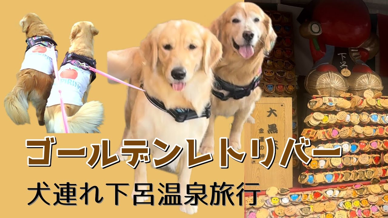 ゴールデンレトリバーと下呂温泉｜大型犬OKの犬連れ旅行