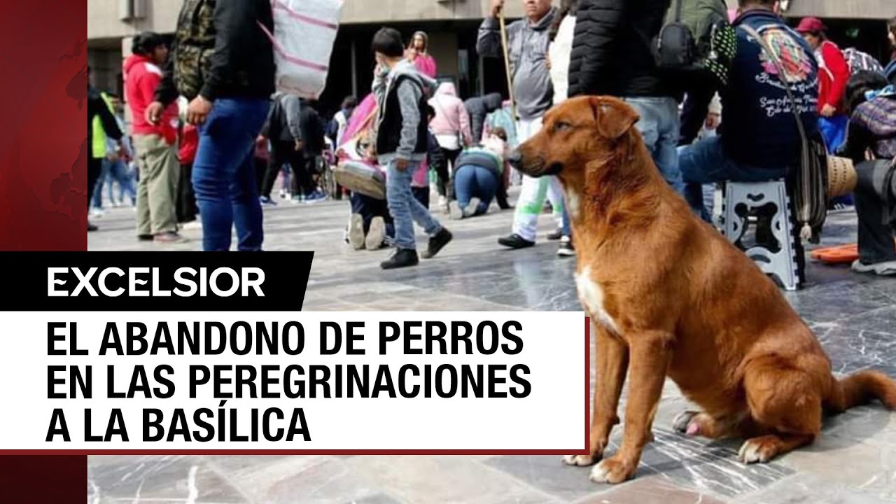 Llaman a peregrinos no abandonar a sus perritos en la Basílica de Guadalupe