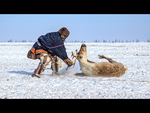 видео: Кочевая жизнь ненцев. Быт и традиции оленеводов Крайнего Севера | Ясавэй. Кочевник ХХI века