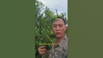 Tác dụng cây duối trong việc xơ cứu rắn độc cắn