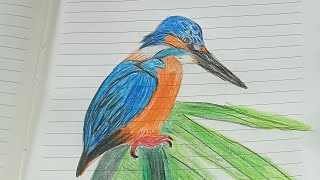 Kingfisher Drawing
