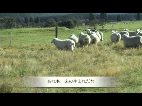 野の羊　井原義則   2006