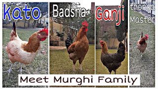 Meet our New Murghi Family