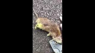 BIGGEST rat caught in London!