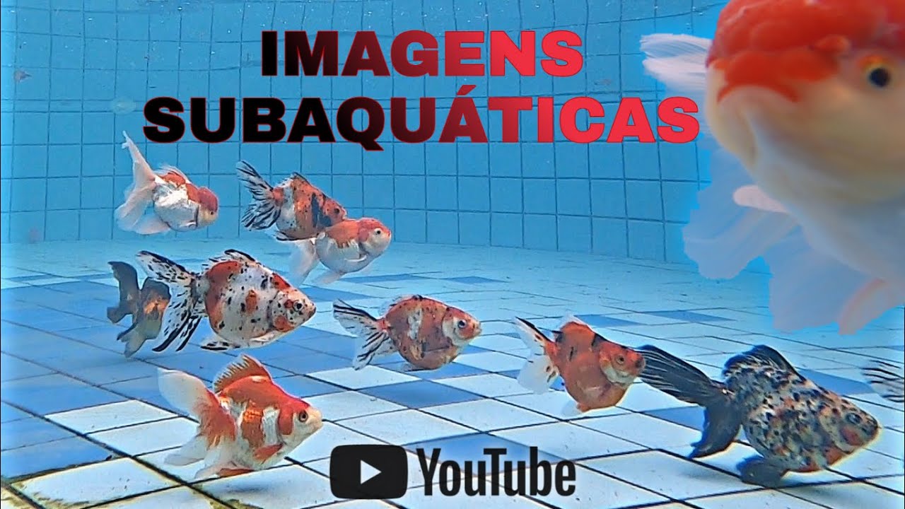 Part 1 // Preparo de Matrizes para desova de KINGUIOS !!