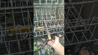 Perangkap musang sederhana paling ampuh #shorts