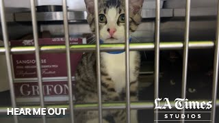 L.A. animal advocates are appalled at the state of the city’s shelters