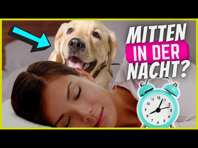 Hund Durchfall Nachts: Soforthilfe und Tipps! 3 sddefault