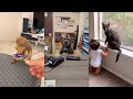 Funniest cats and dogss   best funny animals 2024 4