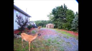 The scarecrow motion-activated sprinkler saved our Rose bushes but ...