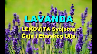 LAVANDA - LEKOVITA Svojstva ?aja i Etarskog Ulja