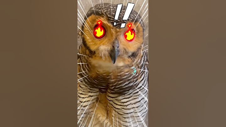 Burunghantu kepedesan habis makan ayam goreng #animalfunny #burunghantu #animal #animalhumor #funny