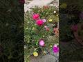 Beautiful and amazing blooming Portulaca flower garden #shorts #flowers #viralvideo #garden