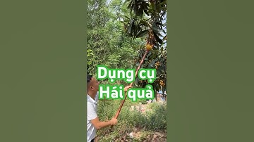 Dụng Cụ Hái Quả Trên Cao Siêu Tiện Lợi – Không Cần Leo Cây, Hái Cả Vườn Chỉ Với Dụng Cụ Này