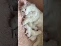 persian cat kitten so cute