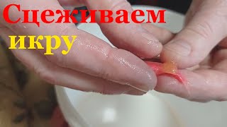Как сцедить икру у данио правильно Сцеживание икры