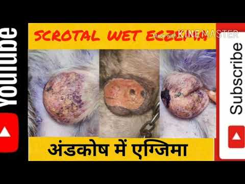 Testicle wet eczema in dogs । scrotal wet eczema in dogs । कुत्तों में अंडकोष पर एग्जिमा (vid-143)