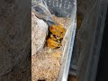 Pterinochilus murinus rcf feeding (Orange baboon tarantula)