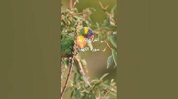 القرآن الكريم نور #المصحف #اكسبلور #تلاوات_رائعة #حالات_واتس