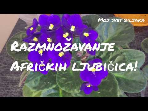 Video: Kako Zaliti Ljubičicu? Koliko često I Pravilno Zalijevati Ljubičice? Kako Napraviti Zalijevanje Fitilja Zimi Kod Kuće Za Sobne Ljubičice?