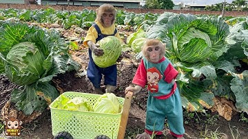 Monkey YiYi takes YinYin to harvest vegetables and sell them to buy delicious food for Un In