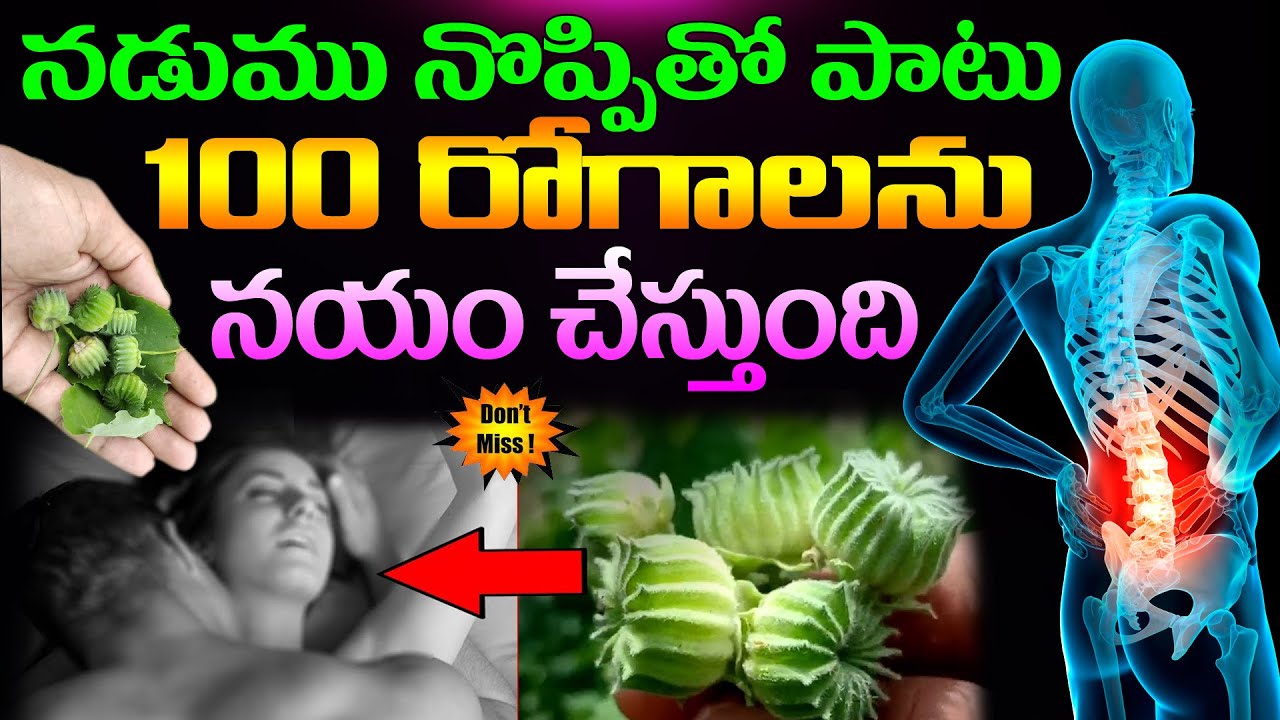 నడుము నొప్పితో పాటు 100రోగాలను నయం.. భూమిపై దొరికే సంజీవని | Atibala Plant Uses In Telugu|| KSK Home