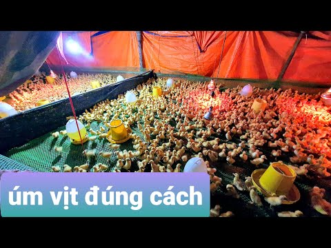 Video: Chất làm mềm phân cho chó